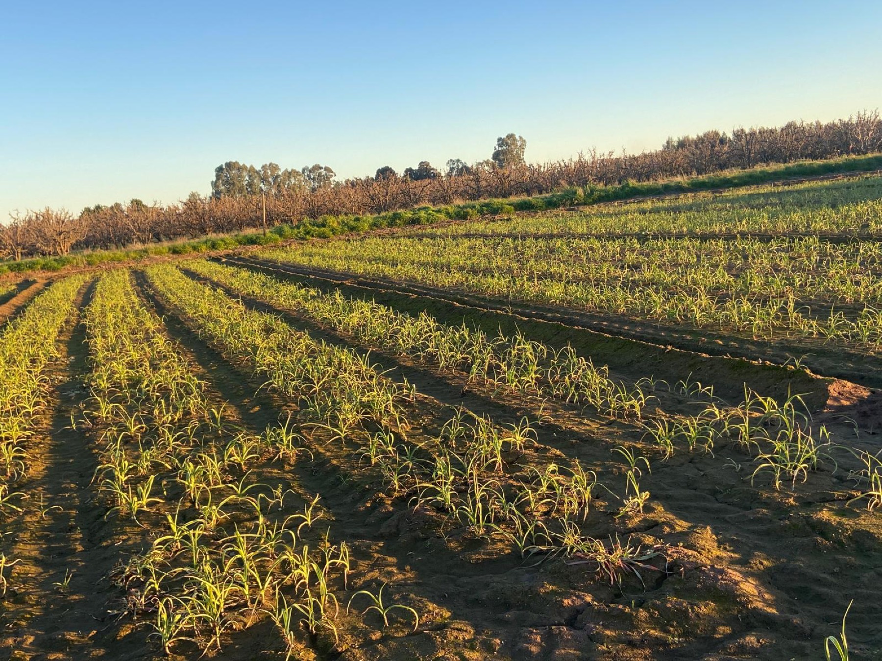 Our garlic rows in golden evening light, Goulburn Valley