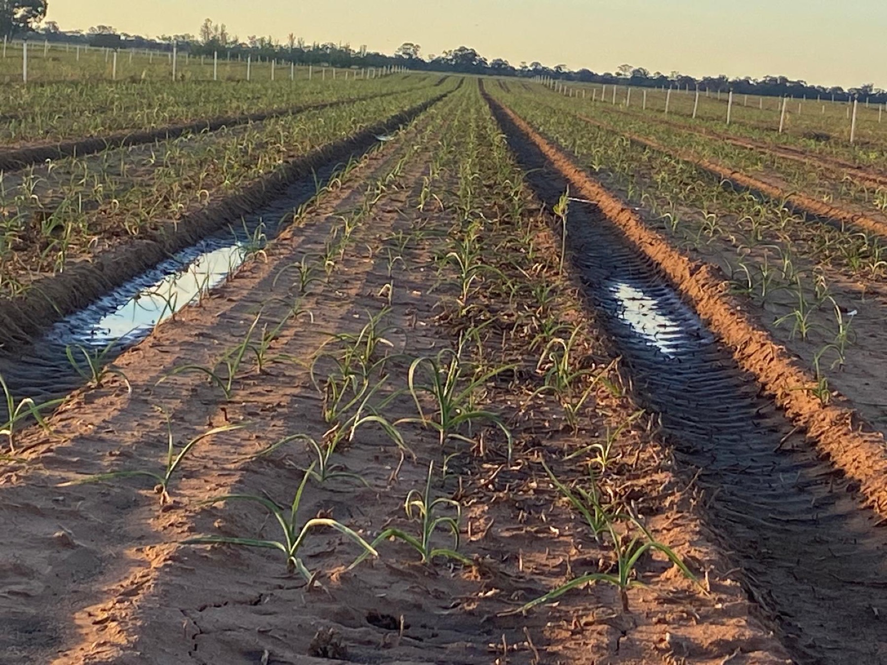 Garlic seedlings in furrows at sunset