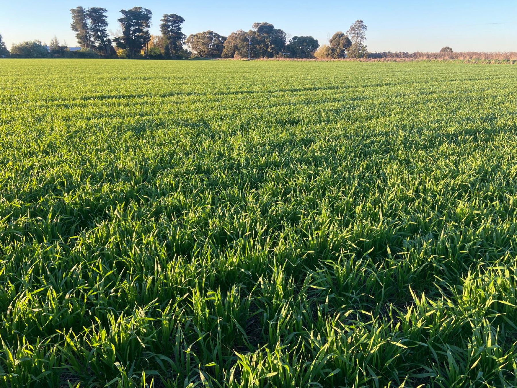 Young crop in golden evening light