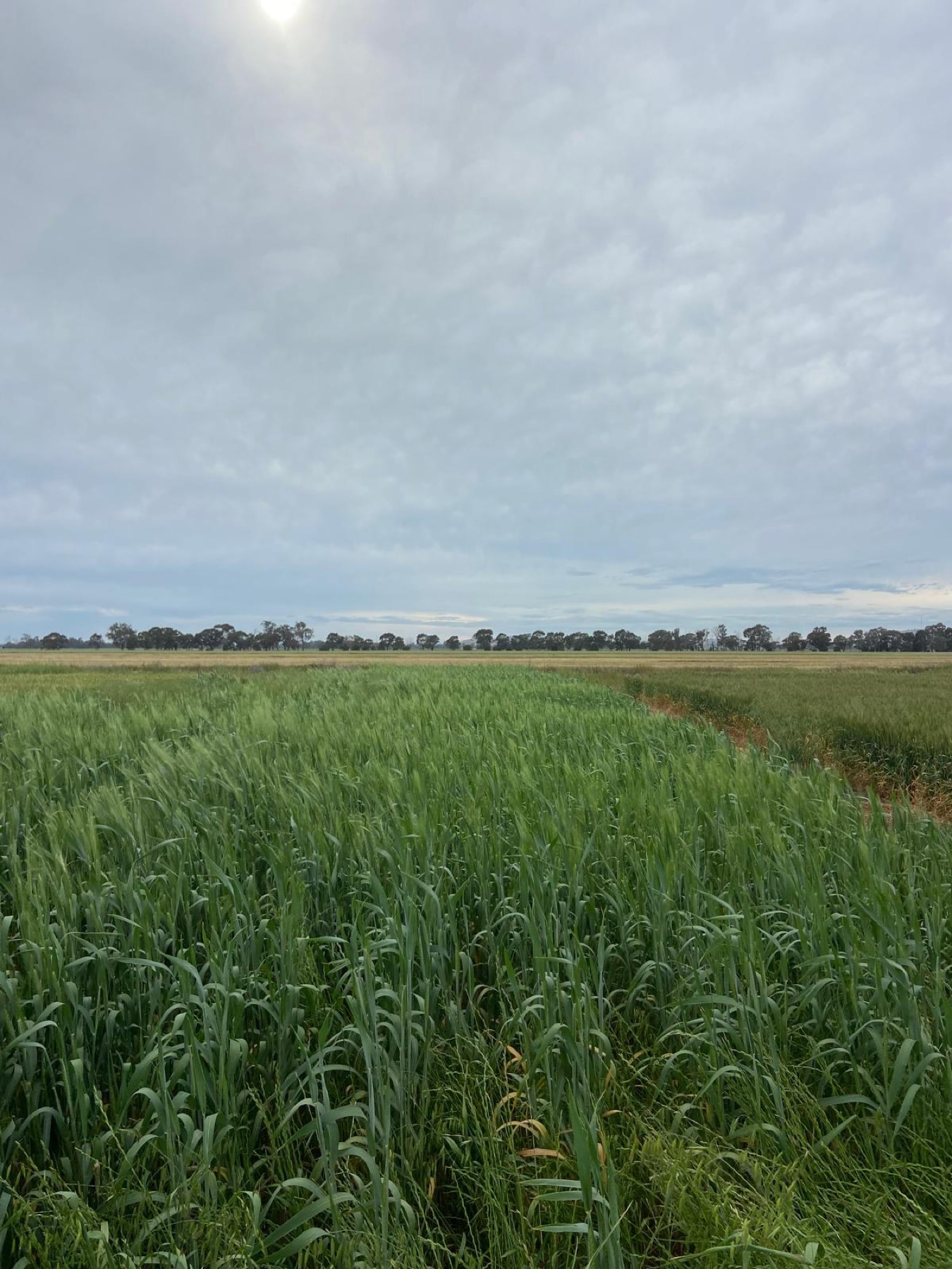 Our purple wheat trial growing in the Goulburn Valley