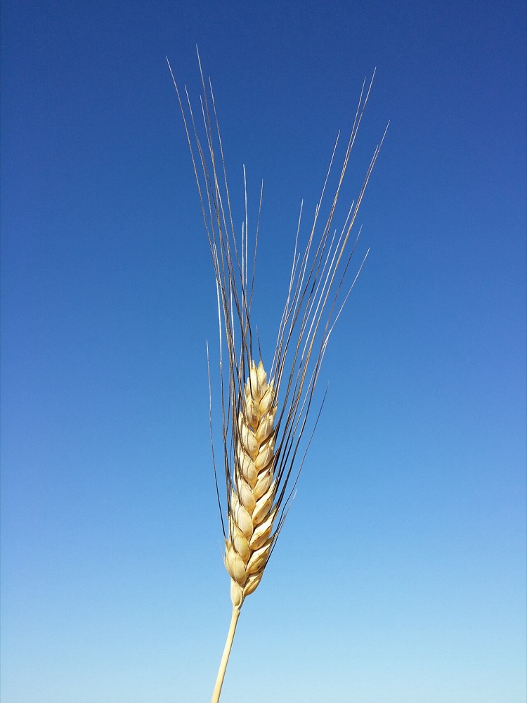 Durum wheat spike (Triticum durum) with characteristic long dark awns