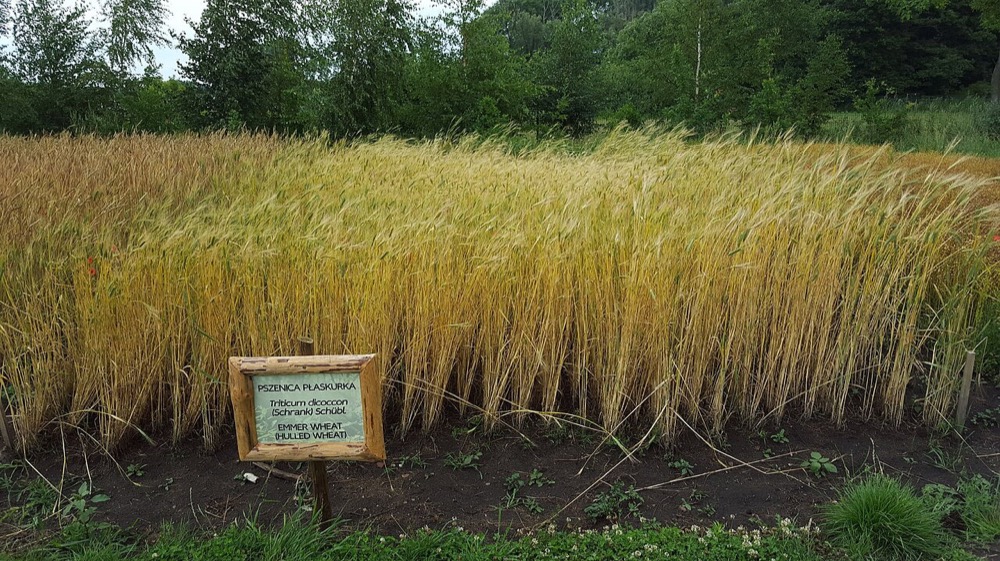 Emmer wheat crop (Triticum dicoccon) standing in field