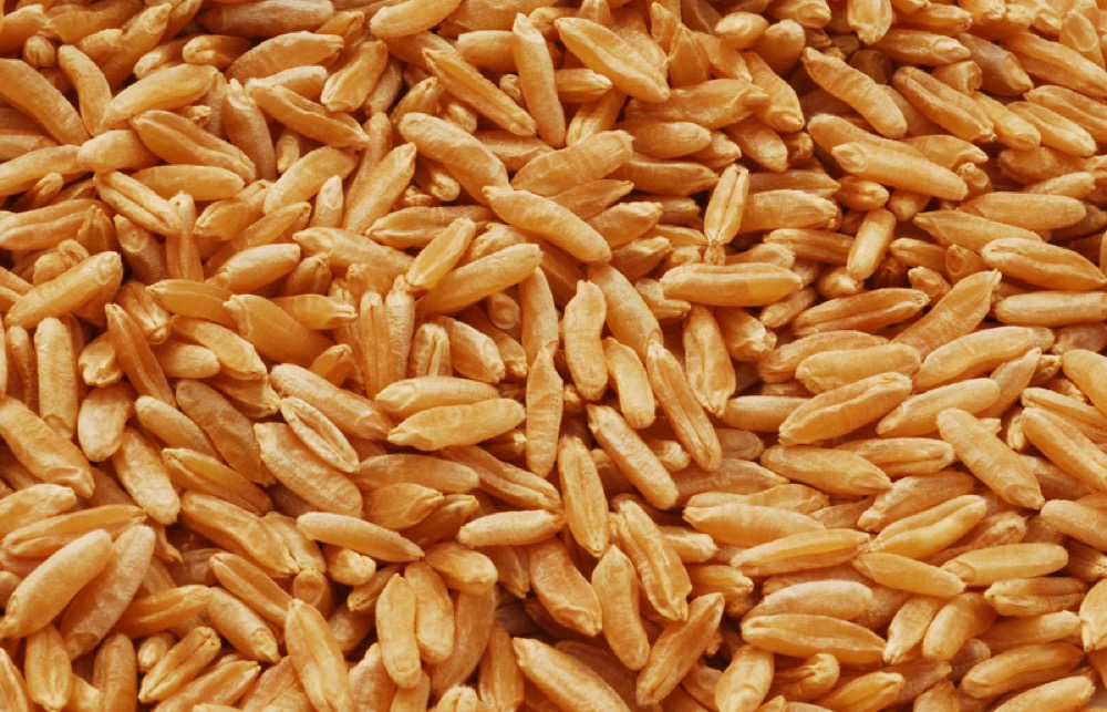 Khorasan wheat kernels (Triticum turanicum), large golden grains