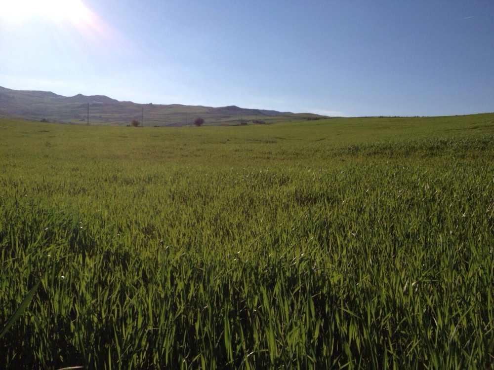 Timilia wheat fields growing in Sicily