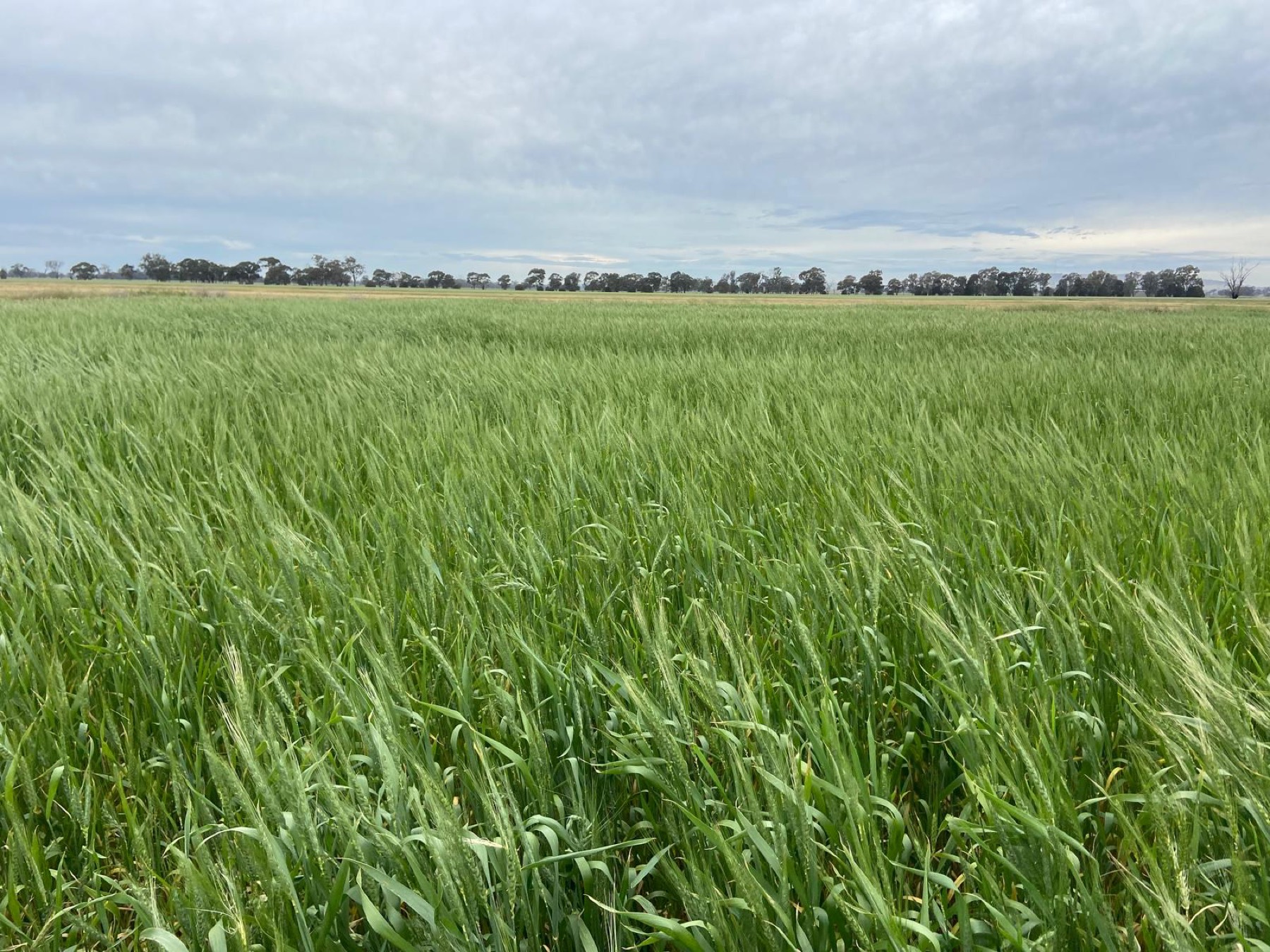 Wide green wheat paddock under cloud