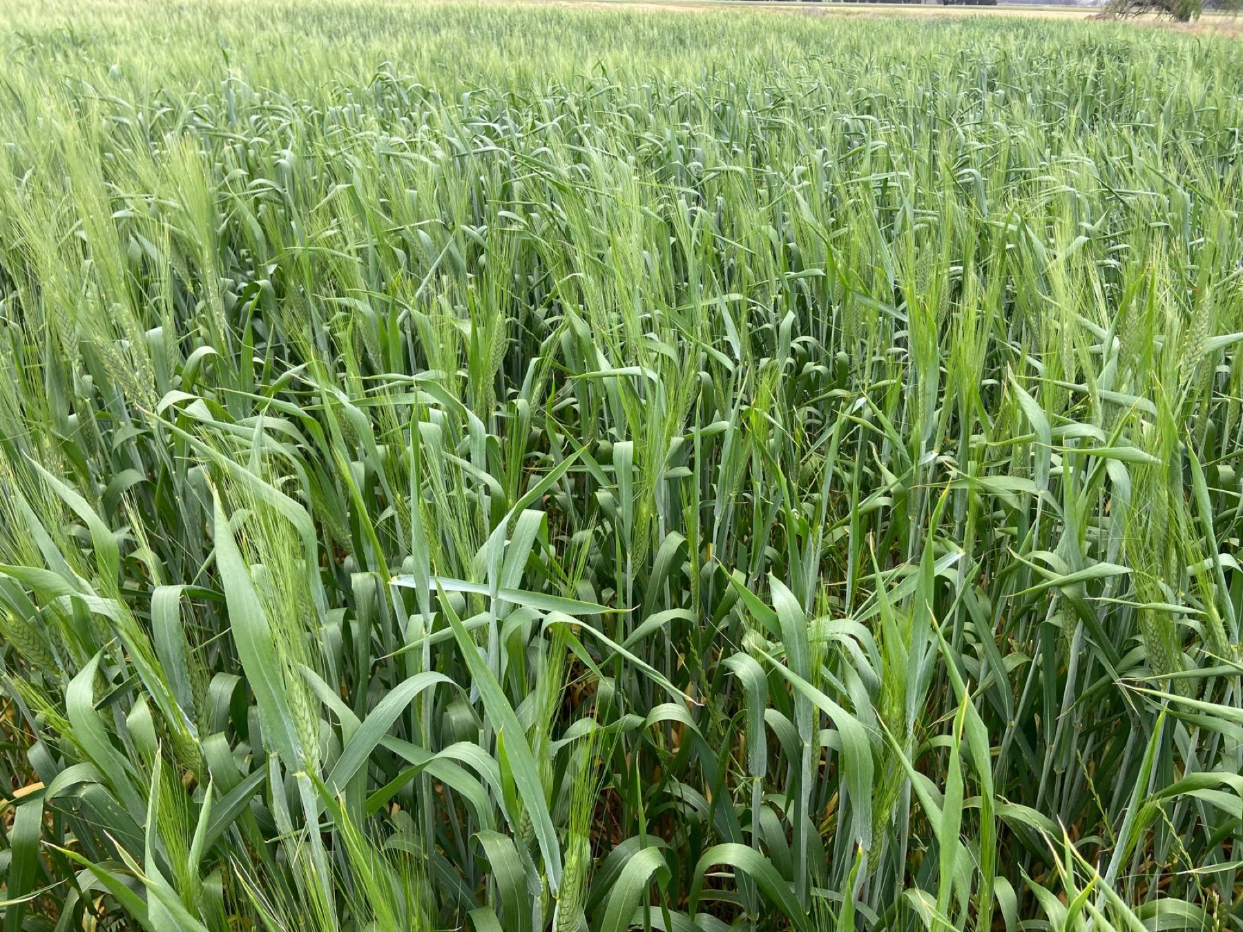 Our green wheat heads up close in the paddock