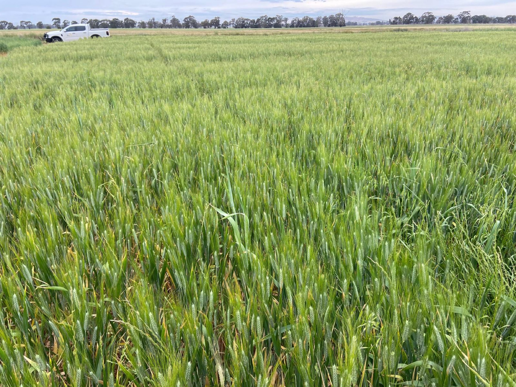 Checking the wheat crop from the ute
