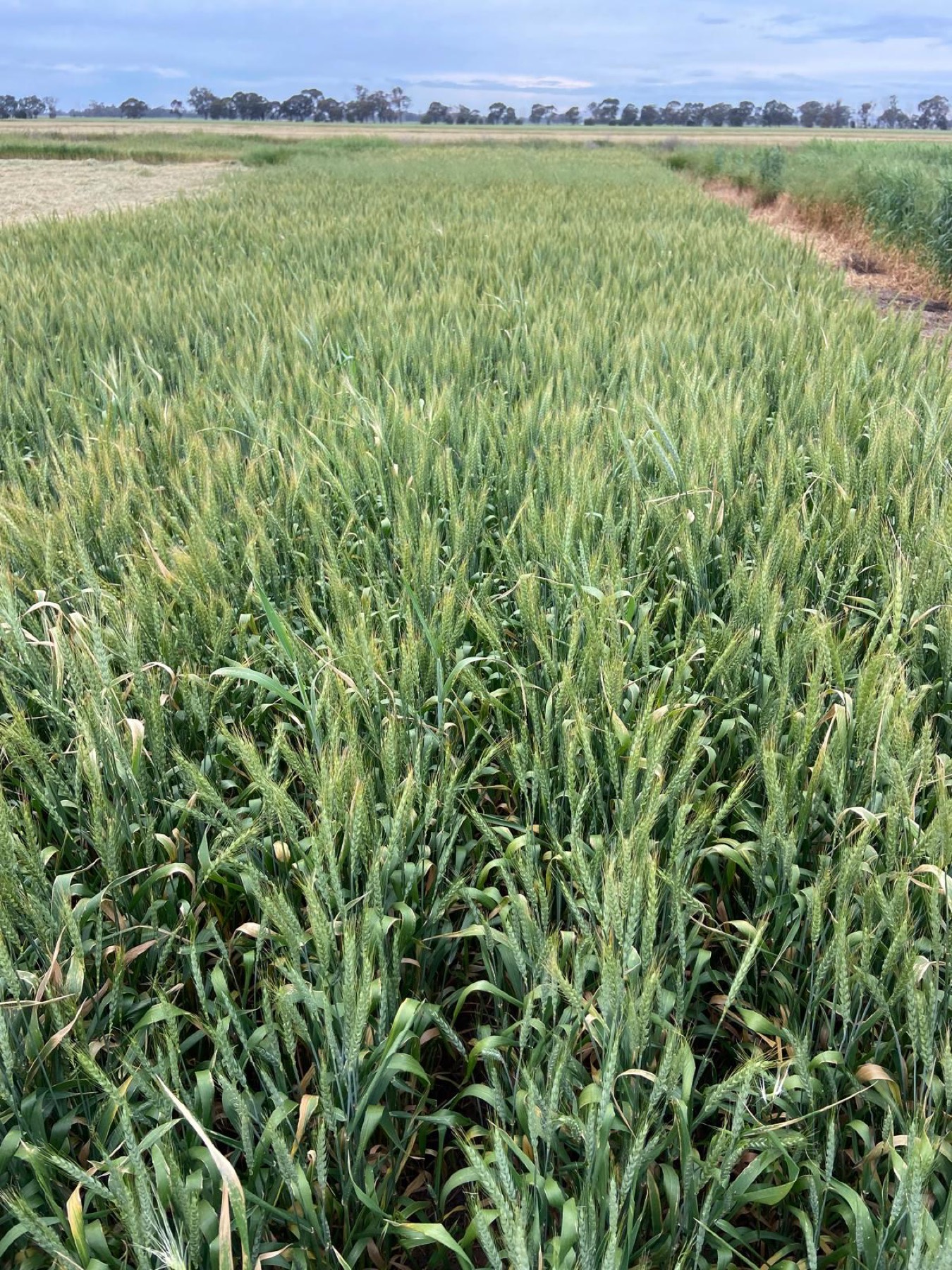 Our heritage wheat plots growing side by side