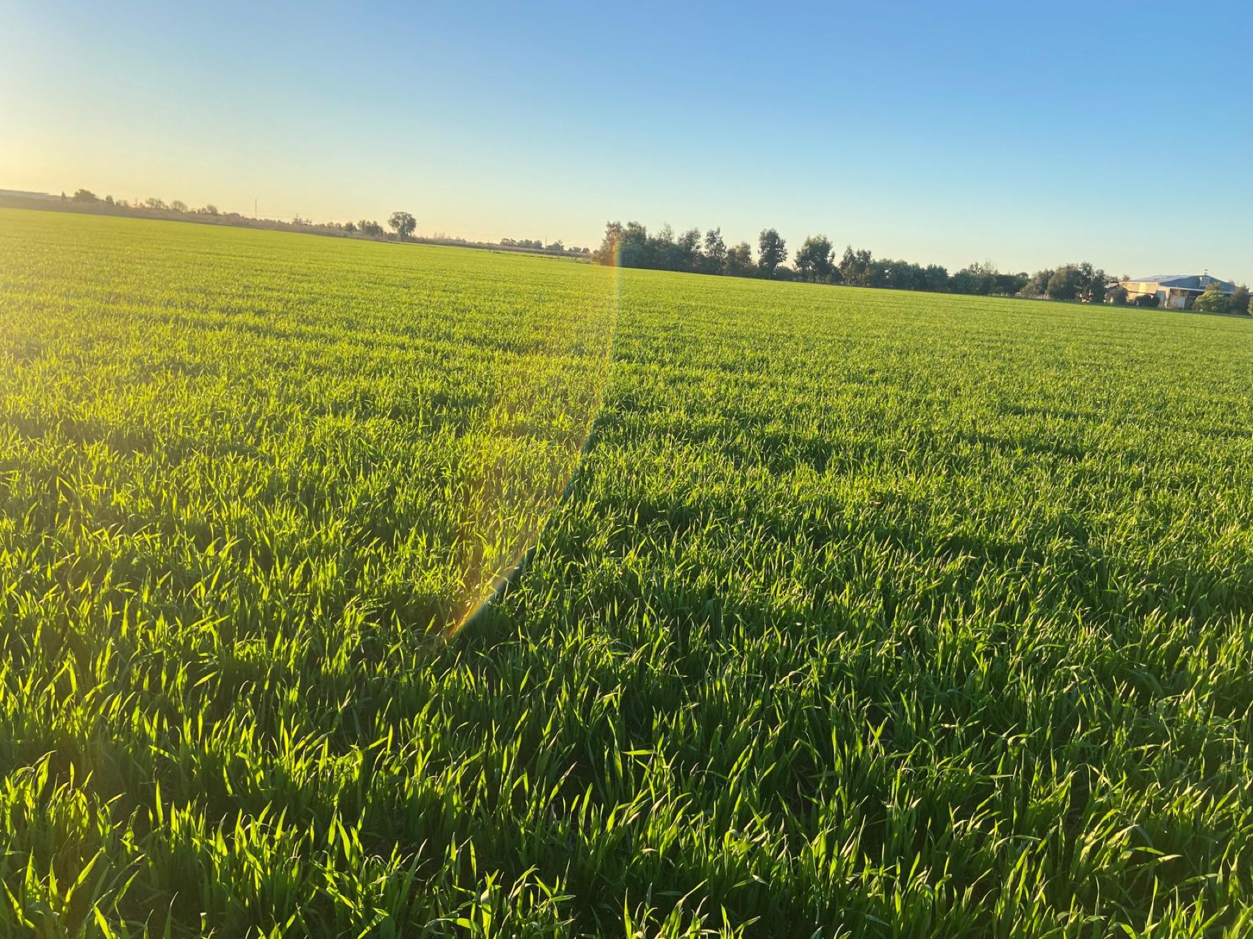 Our young crop under clear morning sky
